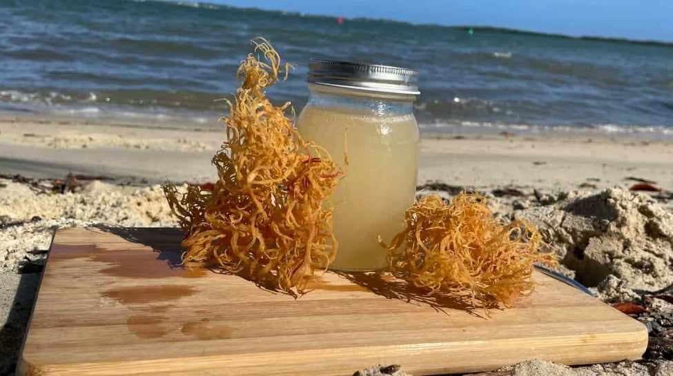 Simple Sea Moss Gel