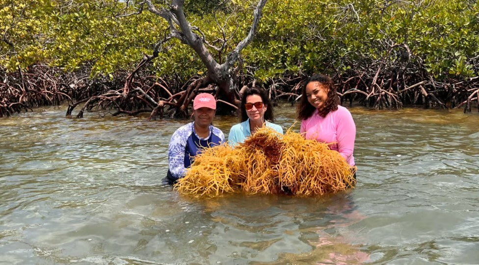 Eucheuma cottonii: The Seaweed Making Waves in Health Science