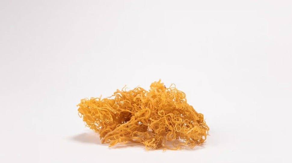 Eucheuma Cottonii: Seaweed, Science & Wellness in Harmony