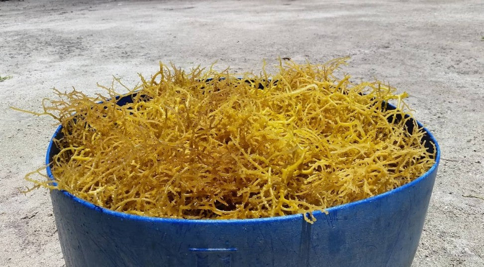 Seaweed is a Superfood – The Proven Power of Cottonii and Isiformi in Marine-Based Nutrition