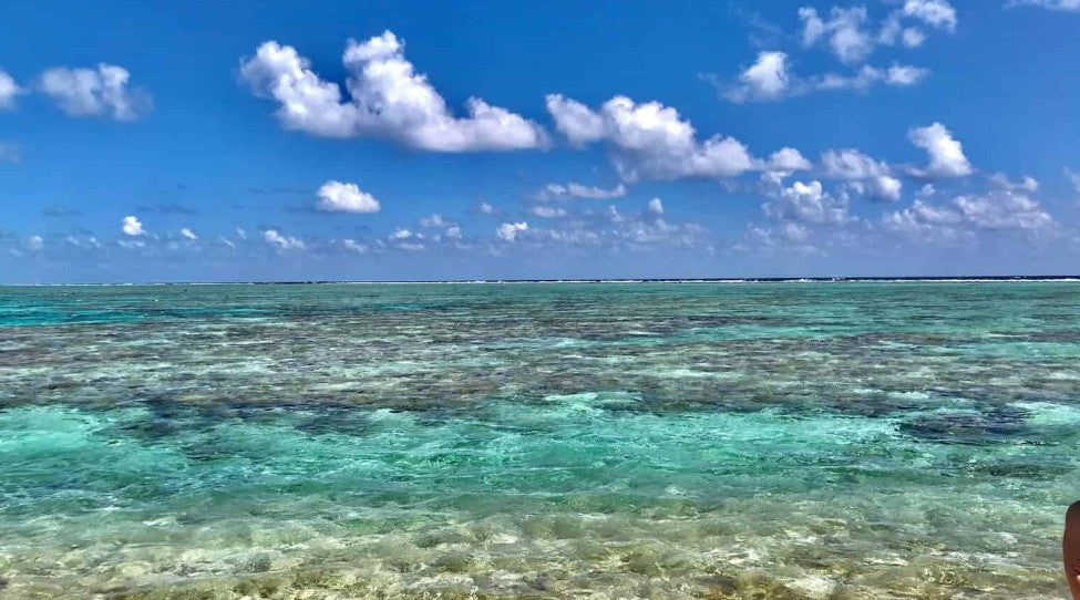 Sea Moss Farming: A Rising Star in Belize’s Blue Economy