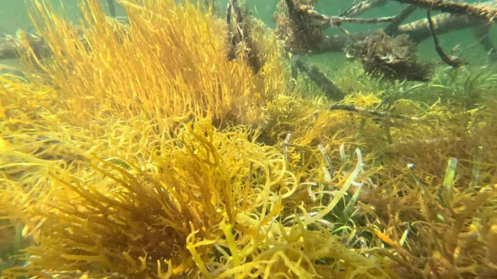 Belize: Where Clean Waters Grow the World’s Best Sea Moss