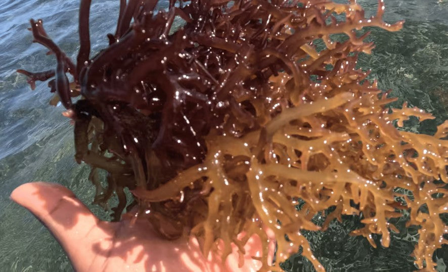 Detox Naturally: How Sea Moss Supports a Cleaner, Healthier You
