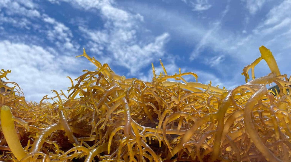 🌱 Sea Moss & Your Gut: Nourishing Wellness from Within