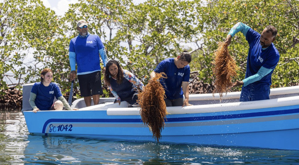 Discover Why Belize Has the Cleanest Waters in the World and Why it Matters