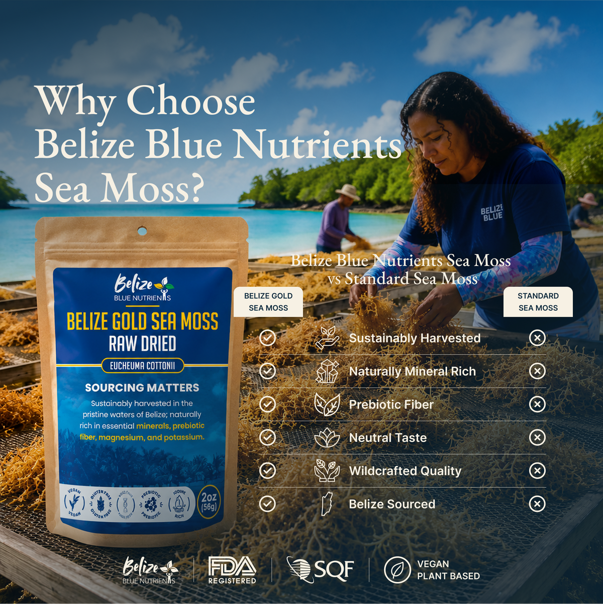 Belize Gold Sea Moss - Raw Dried (Eucheuma Cottonii)