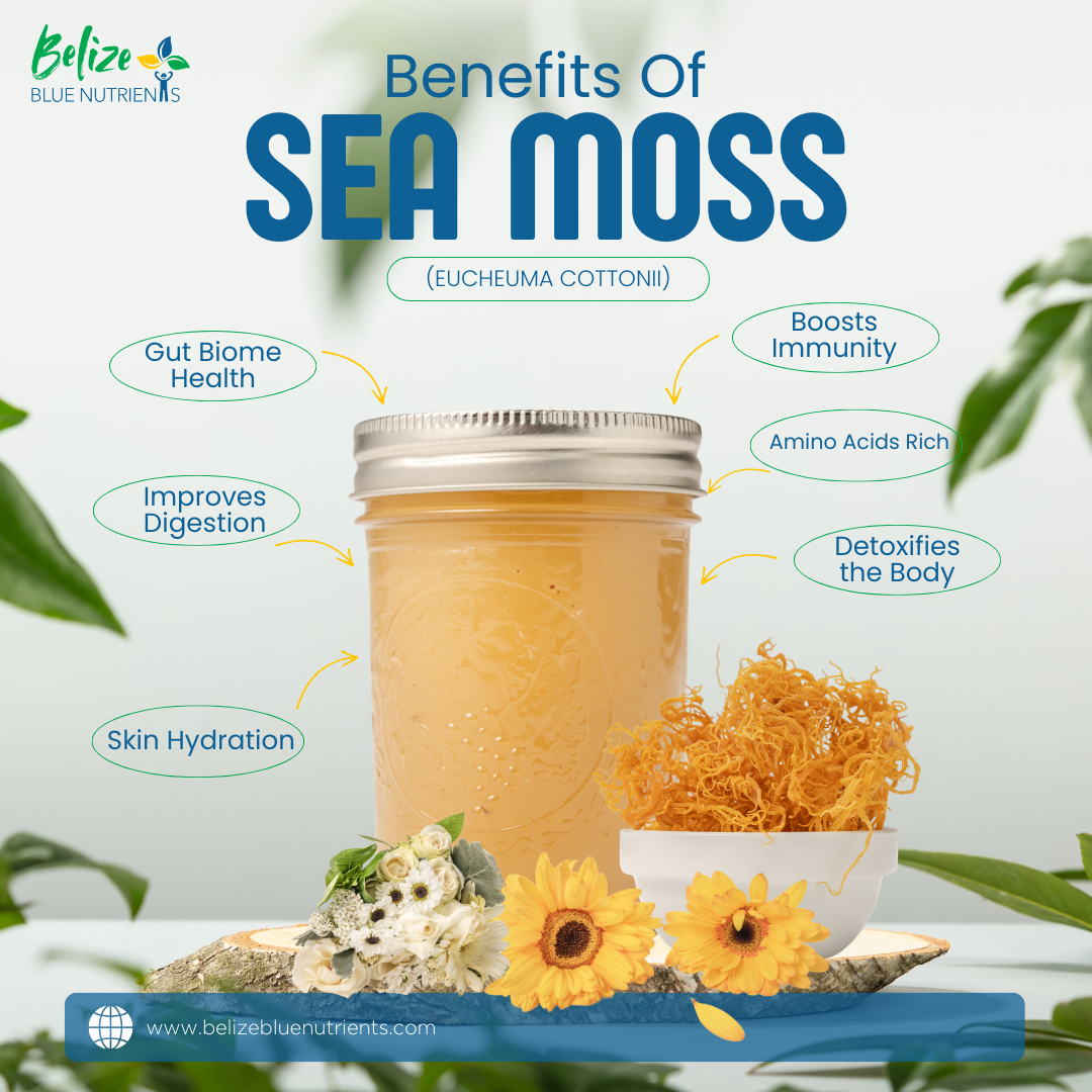 Belize Blue Nutrients Sea Moss - Eucheuma Cottonii - 4oz