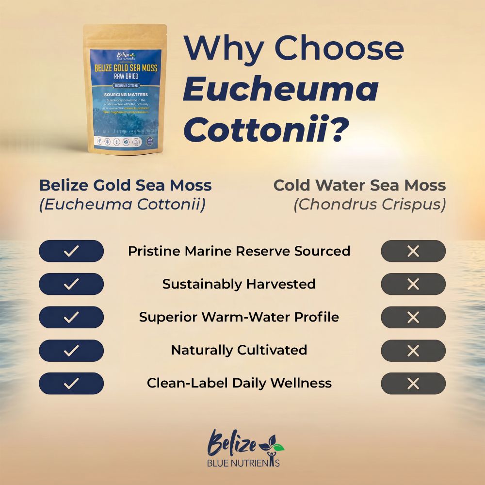 Belize Blue Nutrients Sea Moss - Eucheuma Cottonii - Bulk
