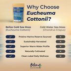 Belize Blue Nutrients Sea Moss - Eucheuma Cottonii - Bulk