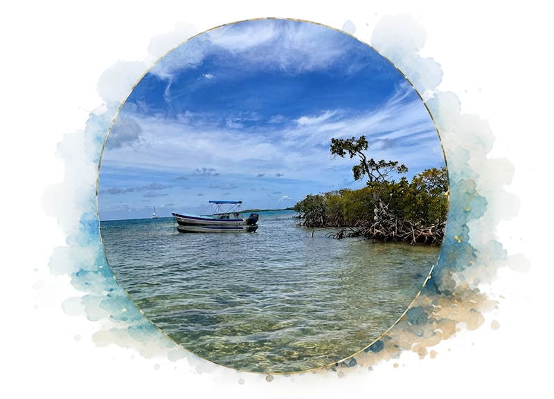 Sustainably cultivated in Belize