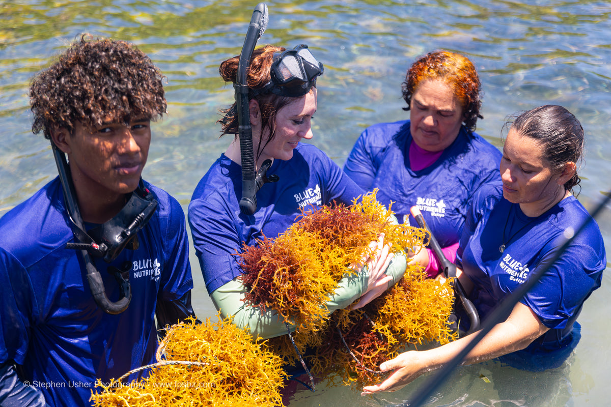 Four people in blue shirts holding seaweed while standing in shallow water.