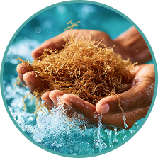 Sea moss illustration