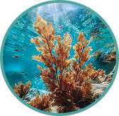Thriving biodiversity