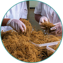 Clean and transparent sea moss