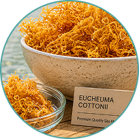 Warm-water Eucheuma cottonii