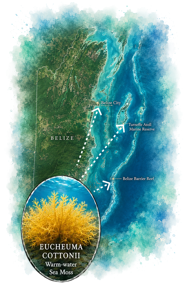 Belize watercolor map