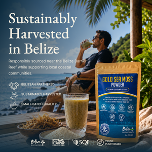 Belize Gold Sea Moss - Powder (Eucheuma Cottonii)