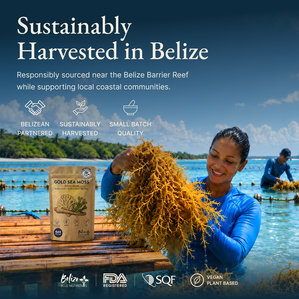 Belize Gold Sea Moss Trinity Blend