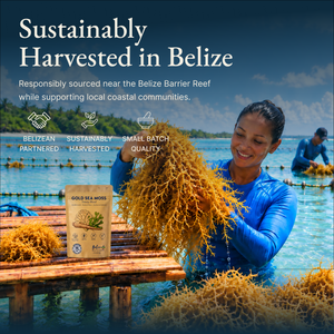 Belize Gold Sea Moss Trinity Blend