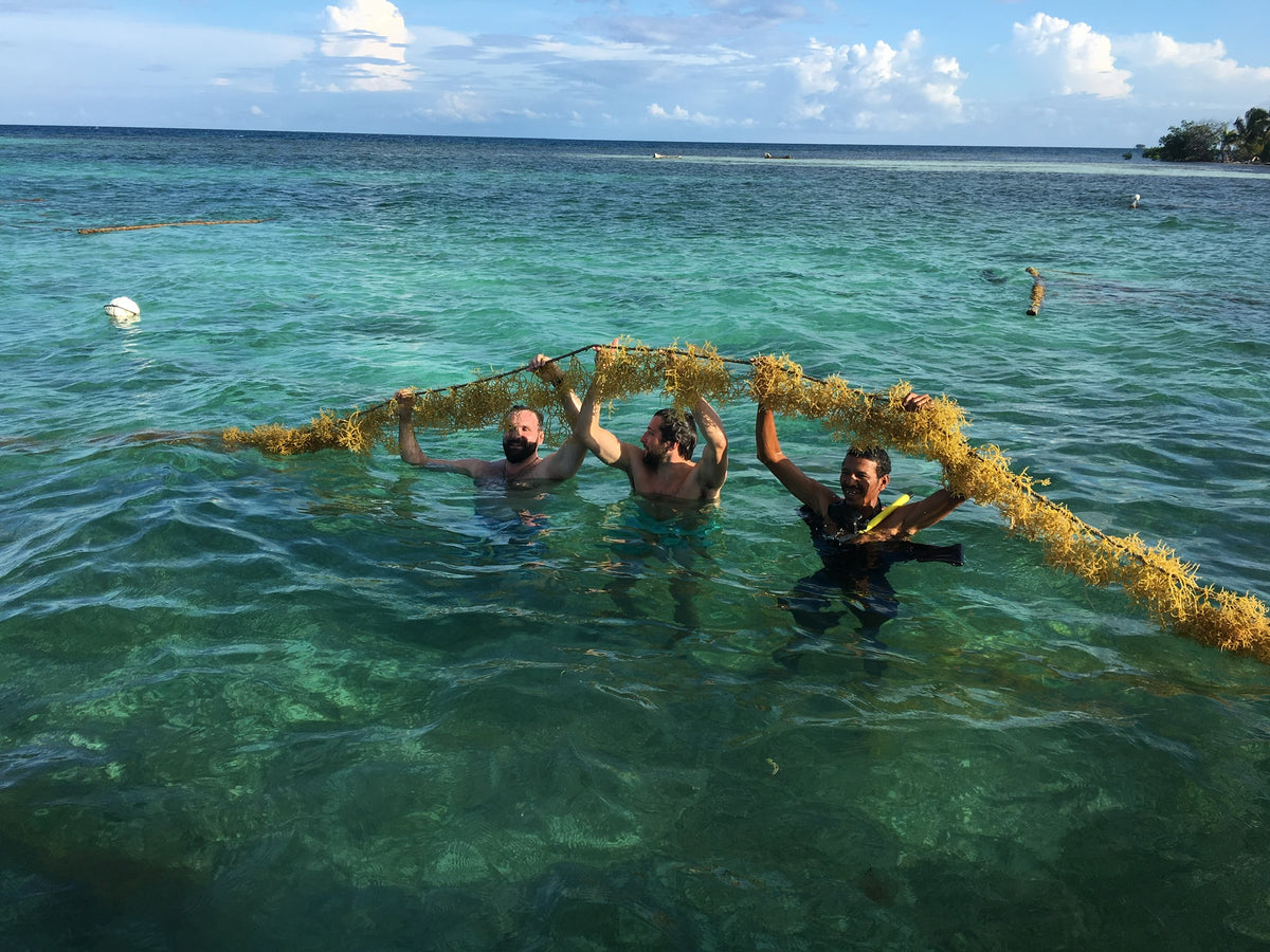 Wildcrafted Belize sea moss harvested for natural health and wellness