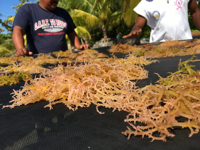 SUN-DRIED AT OUR FDA-REGISTERED FACILITY
