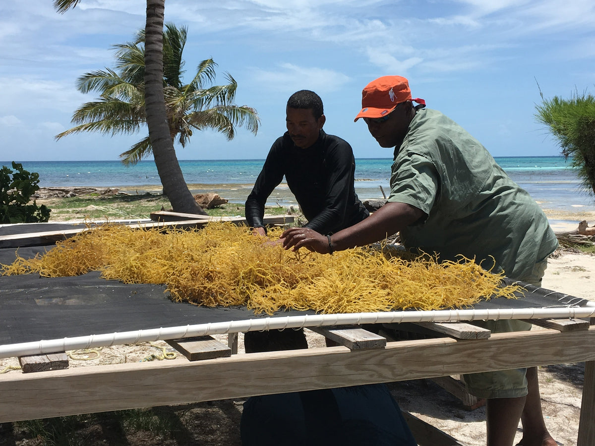 Two people working with yellow material on a beach with palm trees and ocean in the background.