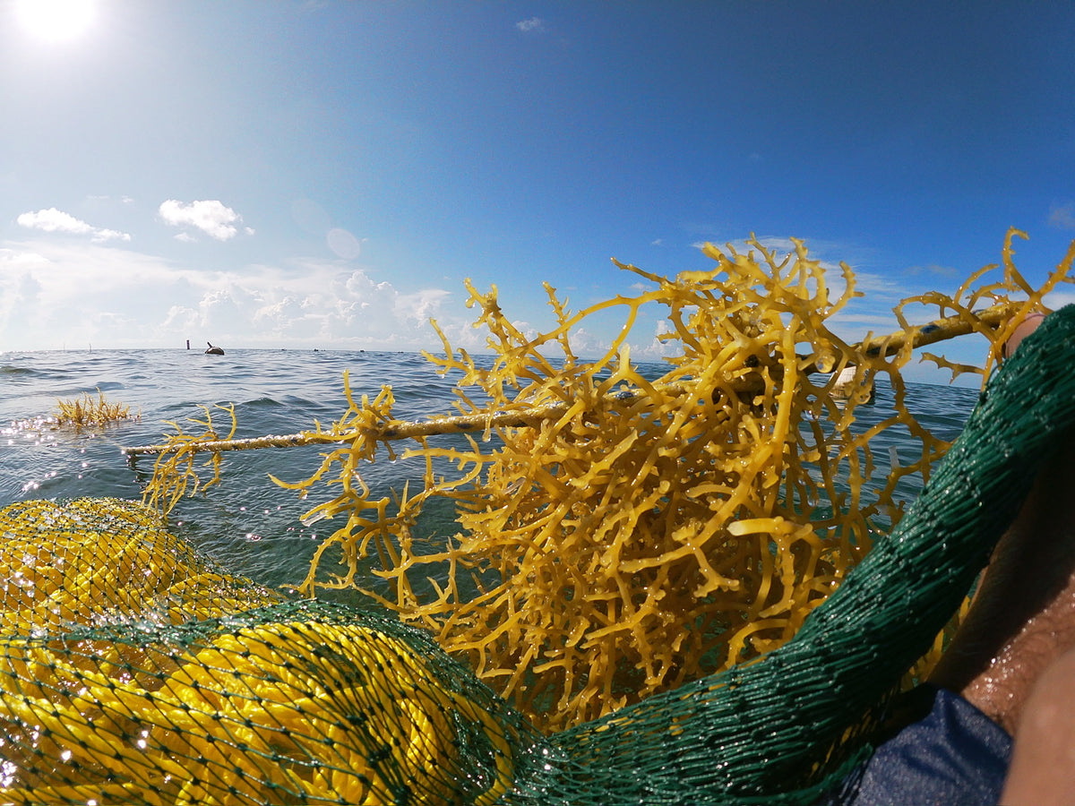 OCEAN-TENDED IN BELIZE