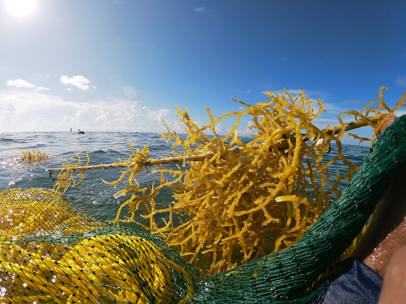 OCEAN-TENDED IN BELIZE