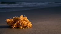 MADE WITH SEA MOSS YOU CAN TRUST